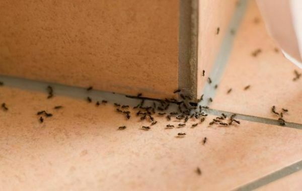7 Cara Mudah Mengusir Semut