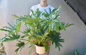 5. Philodendron