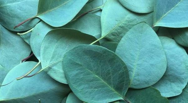 6 Manfaat dari Daun Eucalyptus yang Harus Kalian Tau