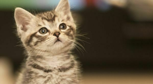 Ternyata Kucing Mampu Mengingat Nama