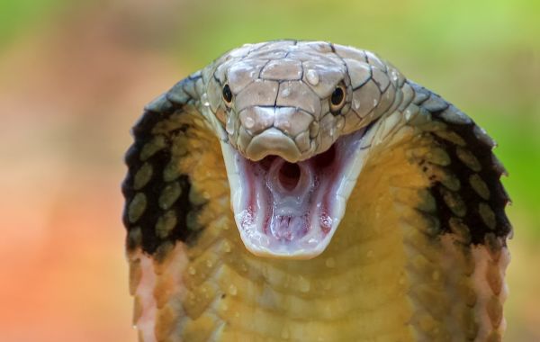 Apa Penyebab Ular King Cobra Berisiko Punah?