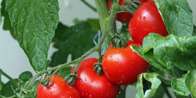 buah tomat baik sebagai makanan kelinci