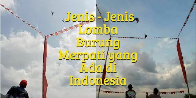  Jenis - Jenis Lomba Burung Merpati yang Ada di Indonesia